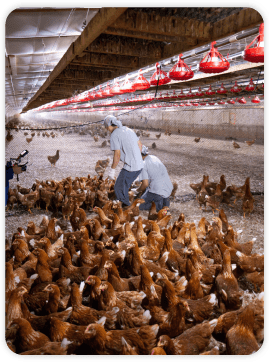 Paragon Poultry Services