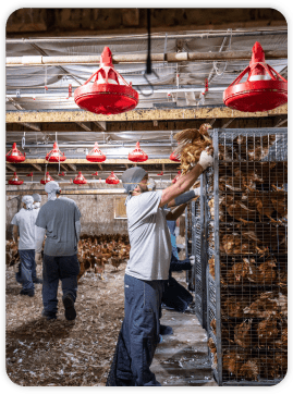 Paragon Poultry Services