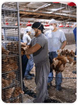 Paragon Poultry Services