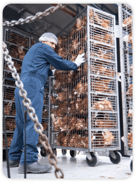 Paragon Poultry Services